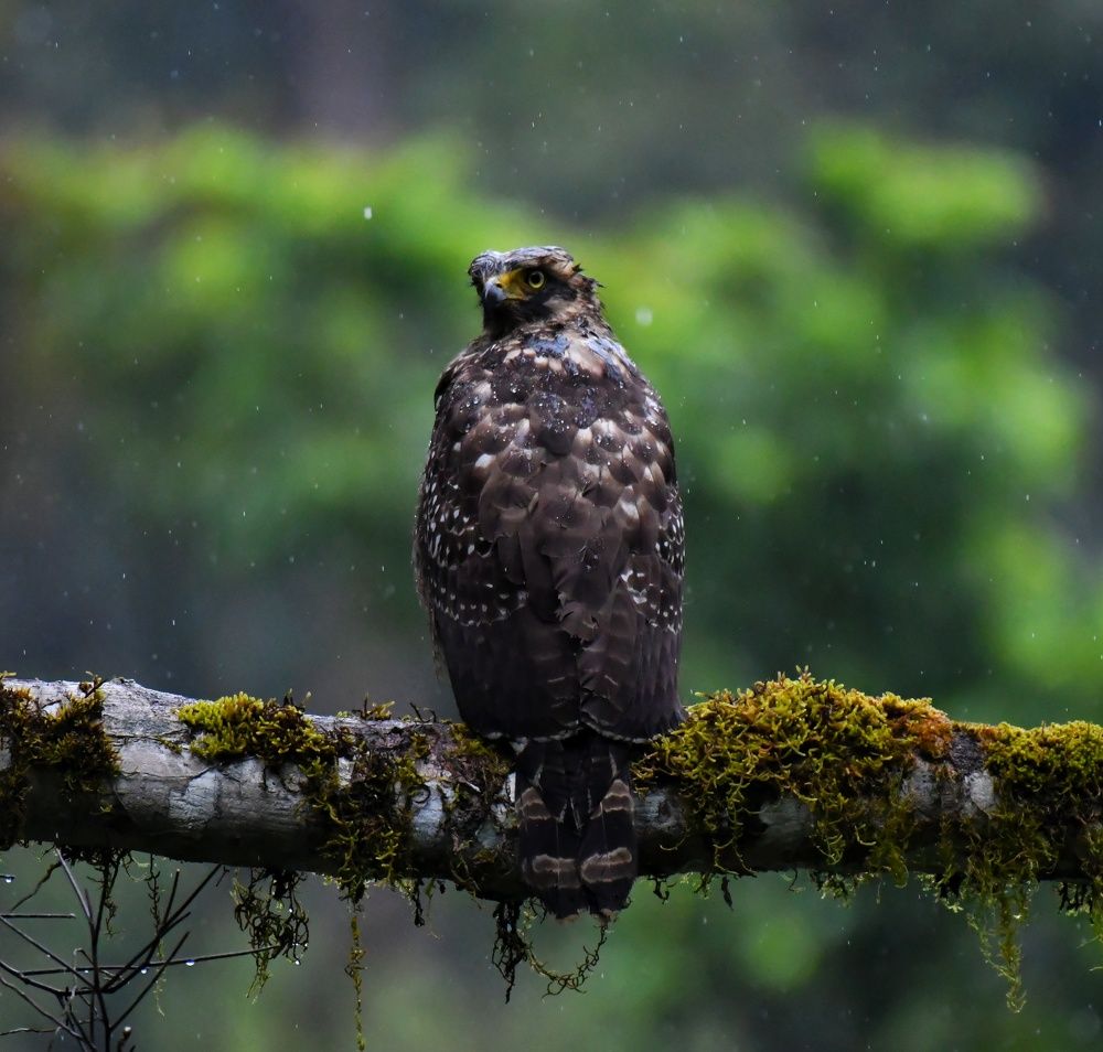 Photograph by Ansary