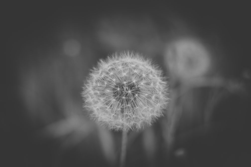 Фотография автора Анна Мисякова