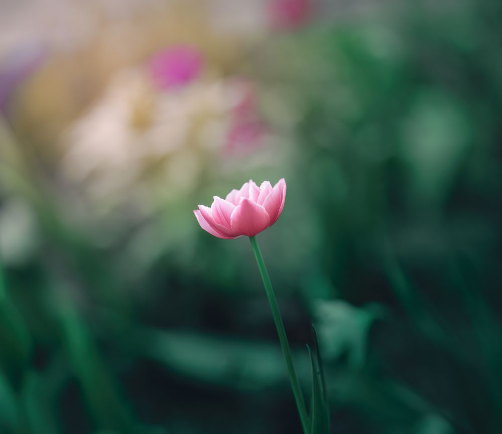 Photograph by Armen  Maitesian