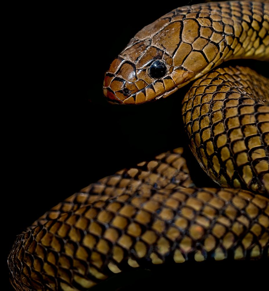 Фотография автора Carlos Gianoli