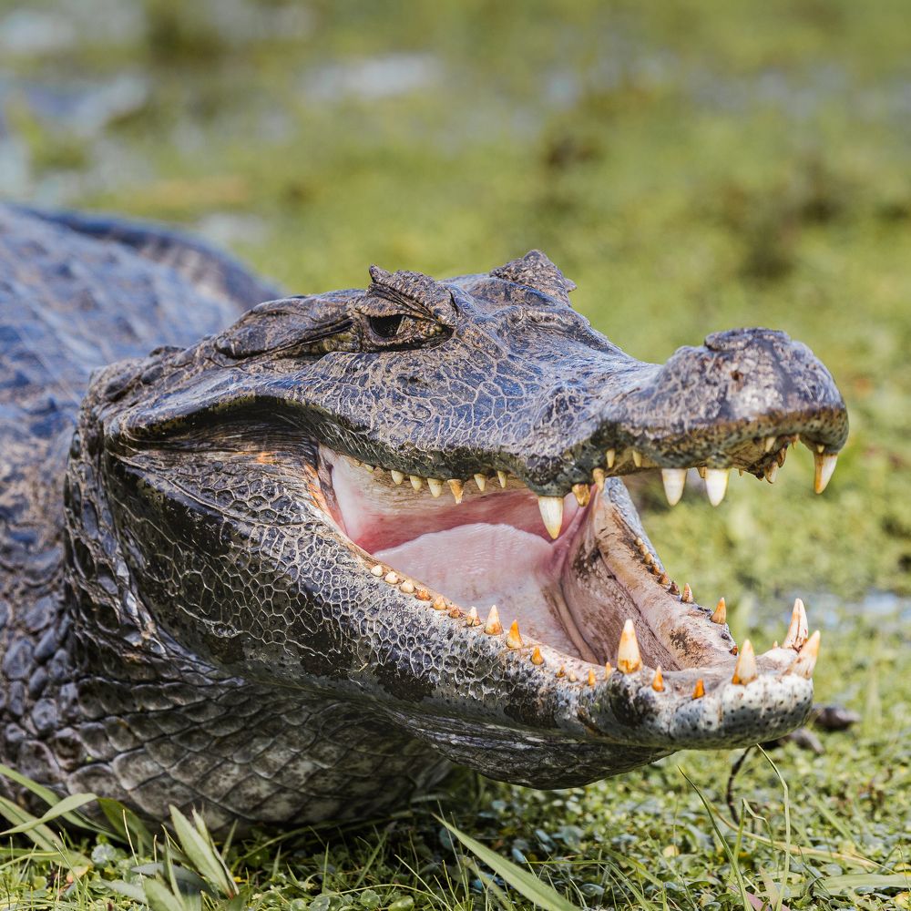 Фотография автора Carlos Gianoli