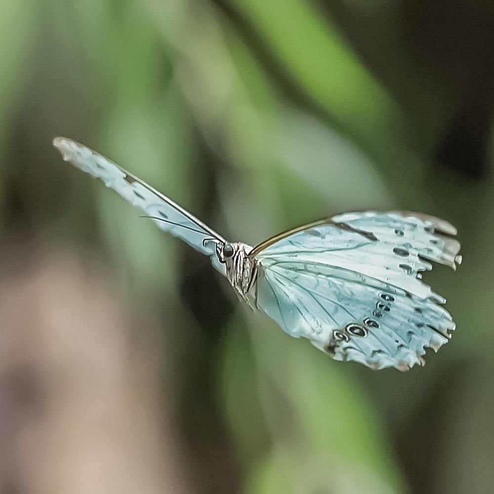 Фотография автора Carlos Gianoli