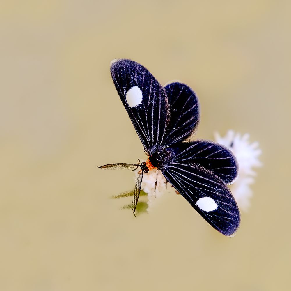 Фотография автора Carlos Gianoli