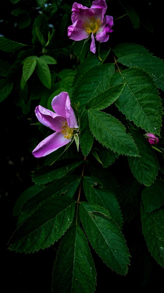 Photograph by Анна Пигулевская