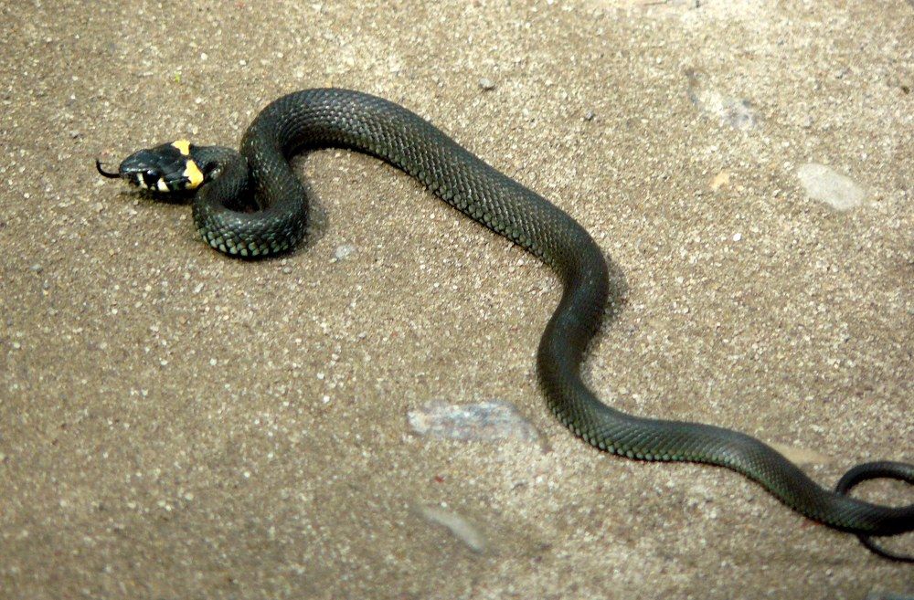 Photograph by натапов леонид