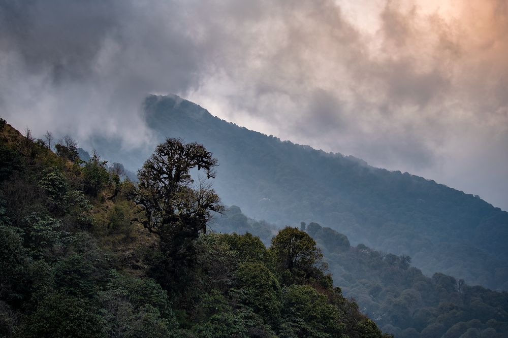 Photograph by Soumya Kayal