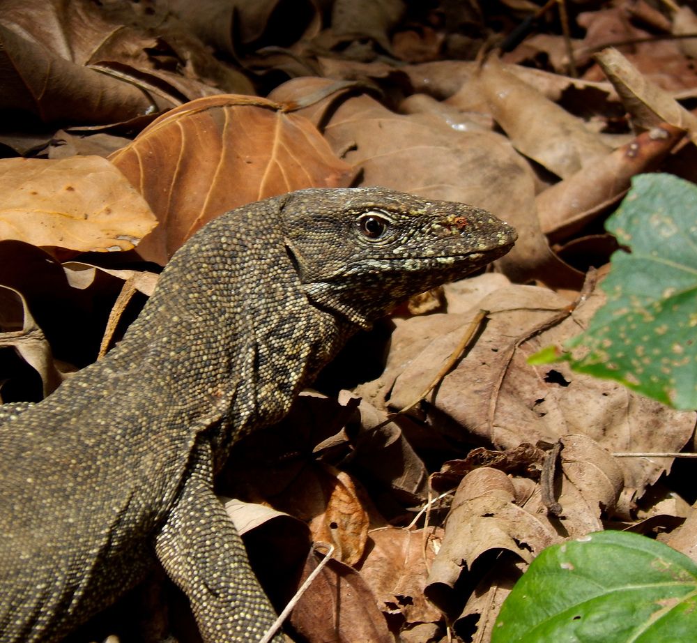 Photograph by Deiltora