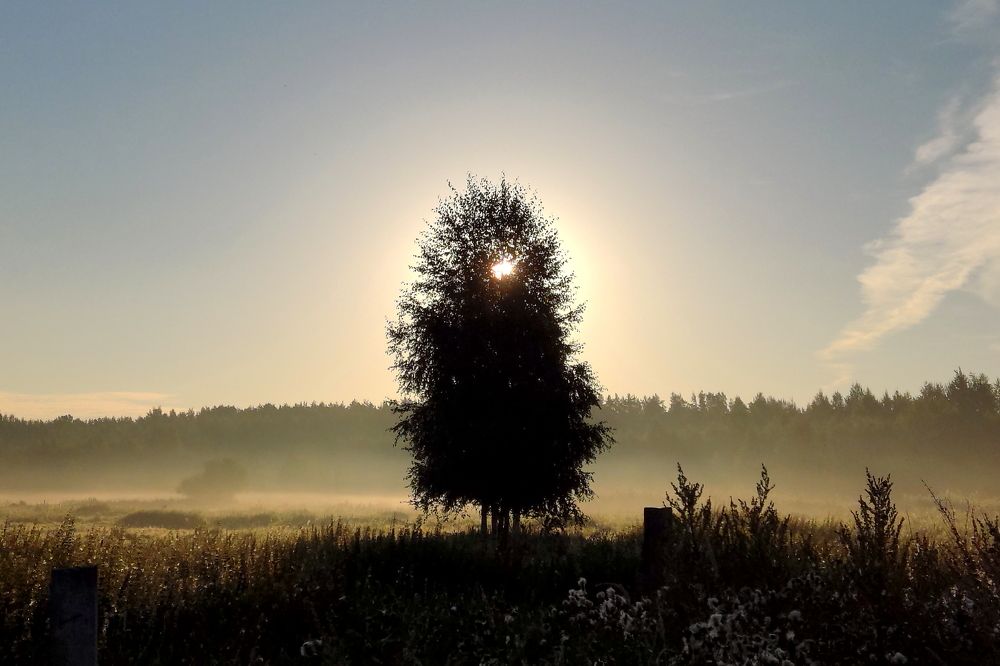 Ёжик в тумане