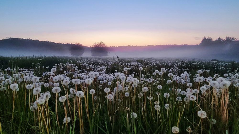 Photo #9177466