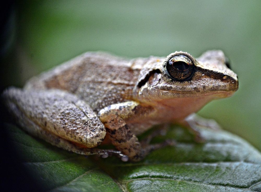 Photograph by FRANCISCO FERREIRA