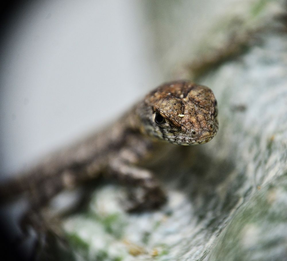 Photograph by FRANCISCO FERREIRA