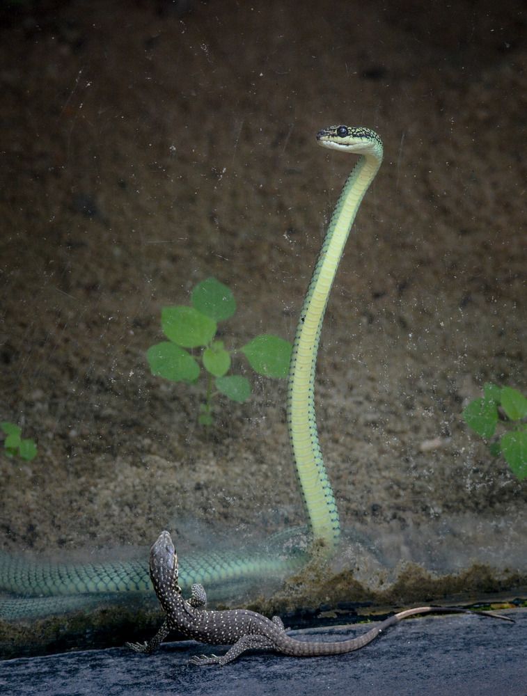 Photograph by Pakalon Janakan