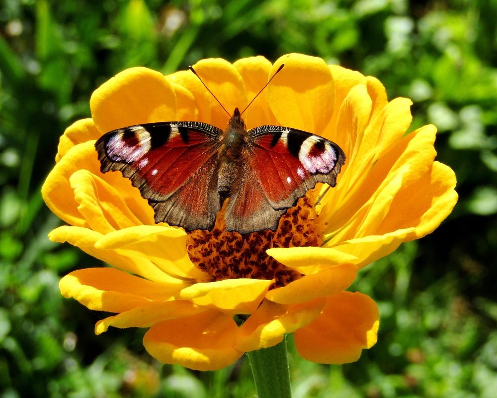Под защитой цветка