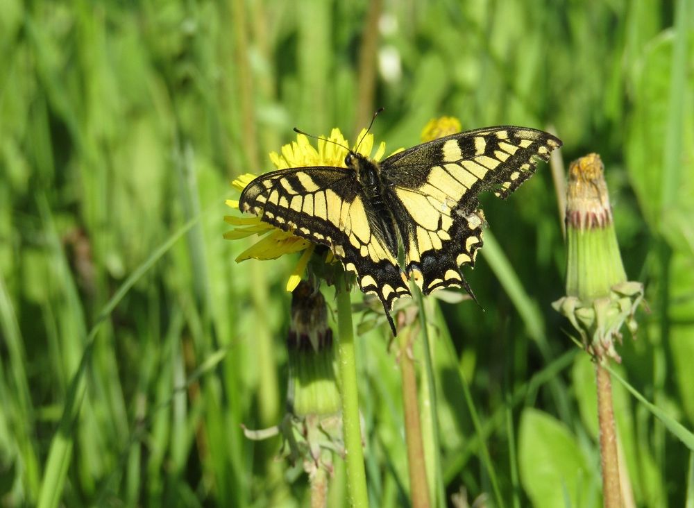 Photograph by Владимир Перминов