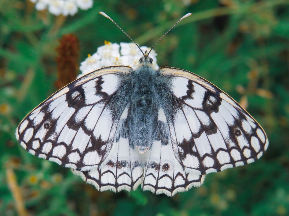 Photograph by Елена Гарипова