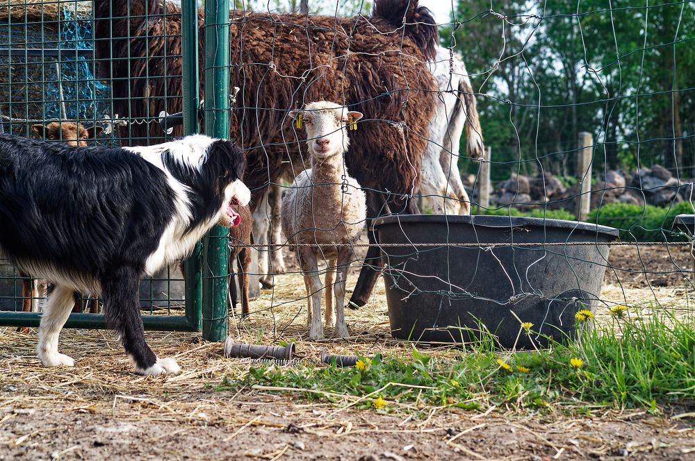 Овечка, возможно даже "Долли".