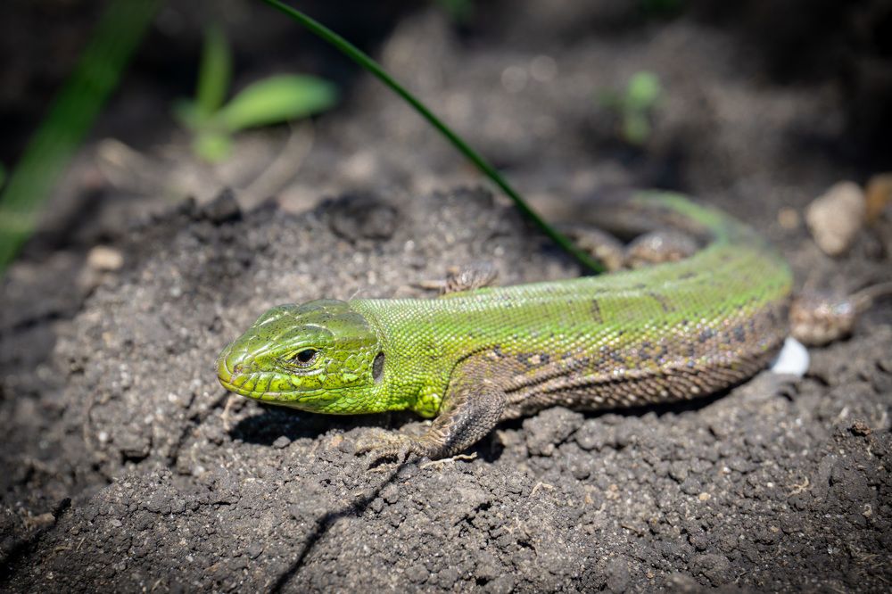 Фотография автора Сергей Паршин
