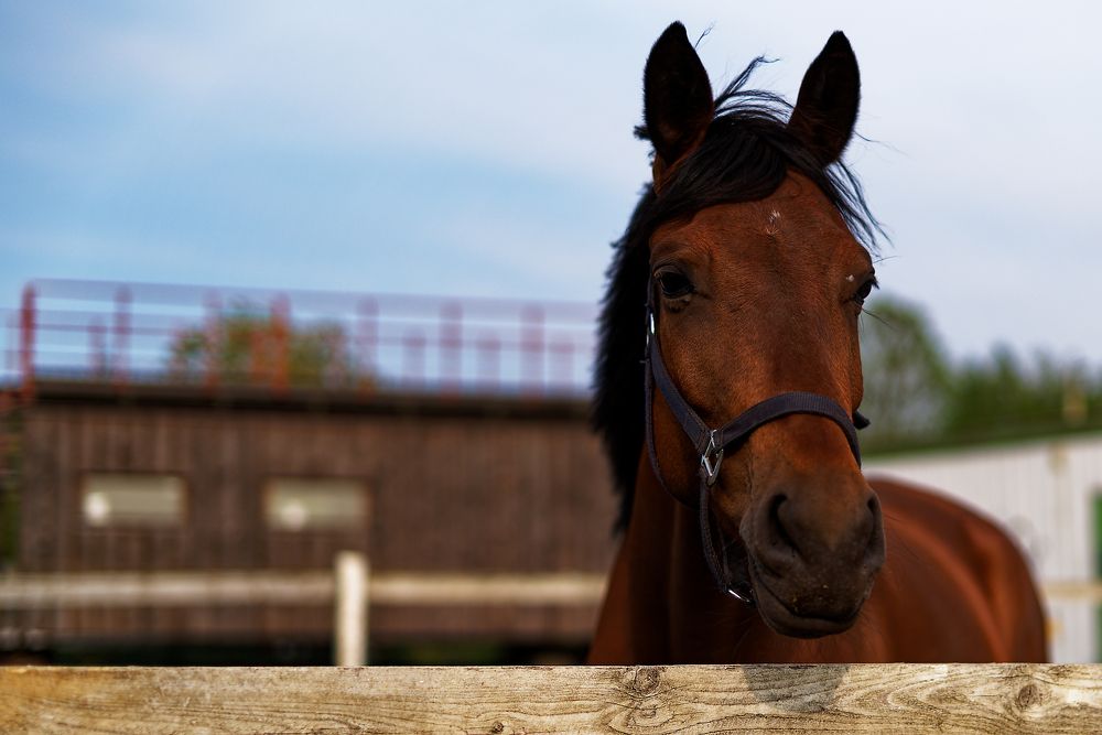 Photograph by Aleksei Degtjarjov