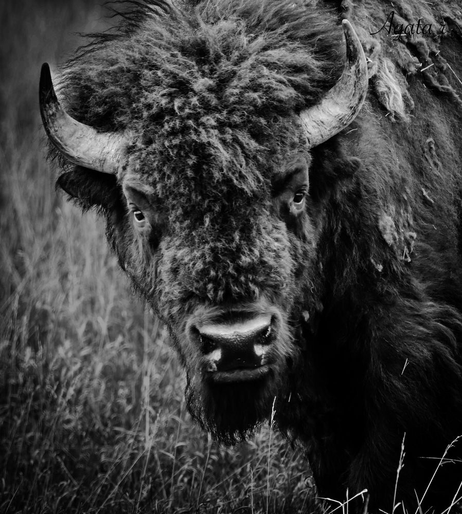 Photo #9177776