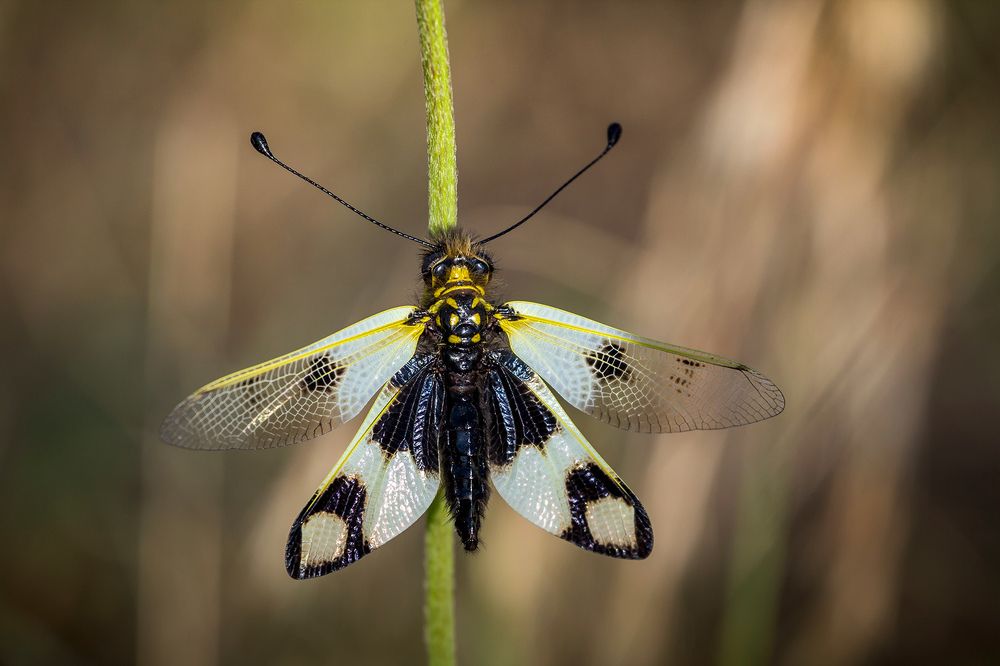 Аскалаф пёстрый