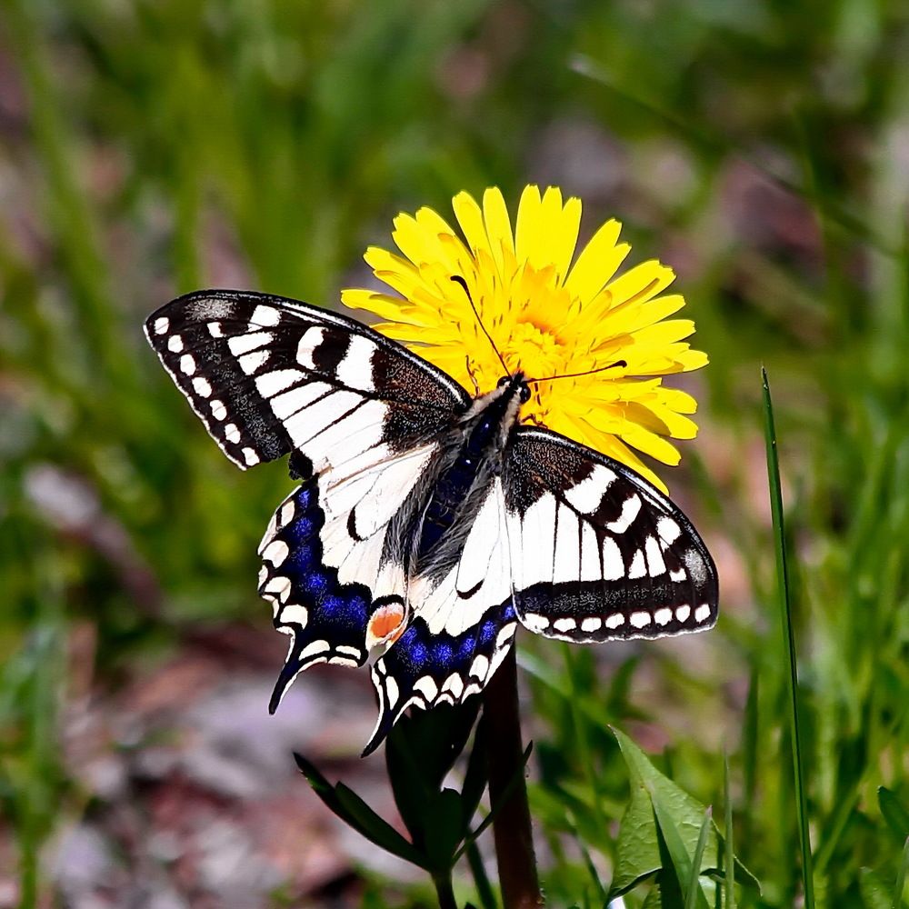 Photograph by Игорь Чеботарёв