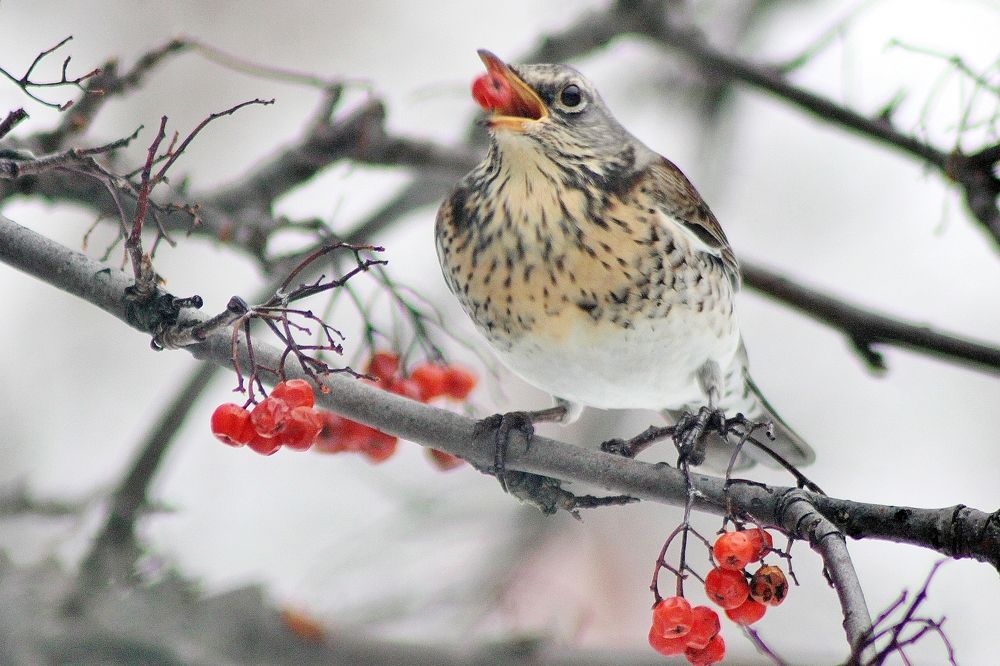 Photograph by Анна Восковых