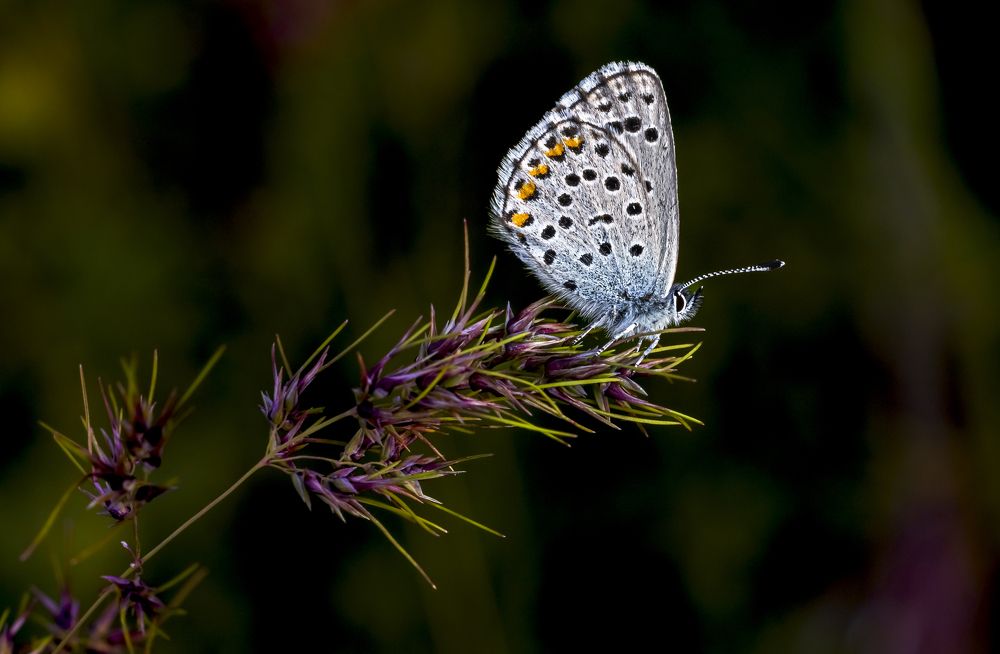 Photograph by Stamen Sotirov