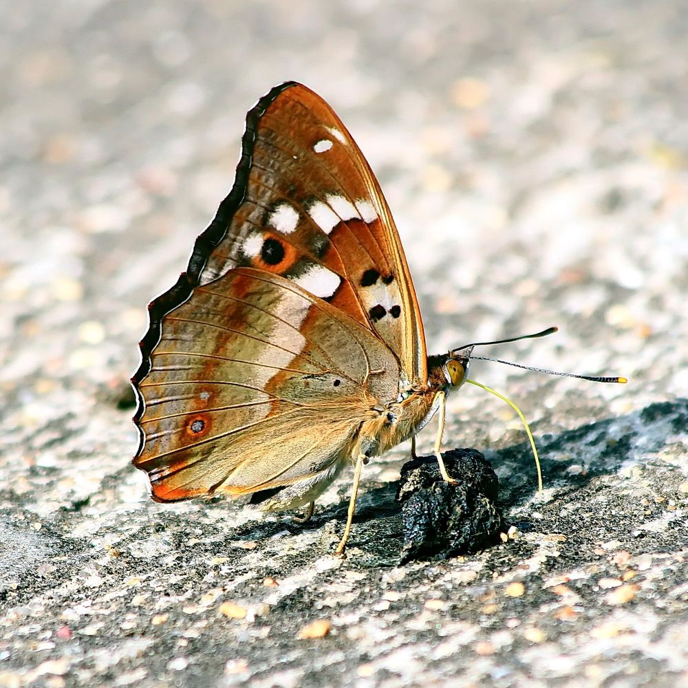 Photograph by Игорь Чеботарёв