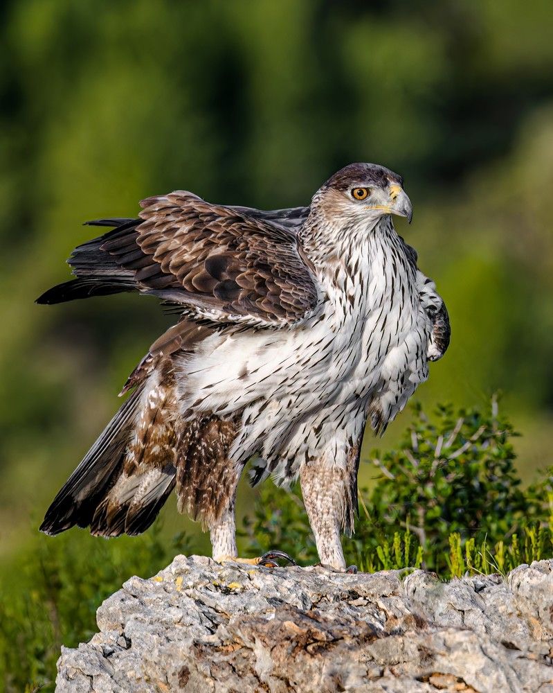 Photograph by Ibrahimi Ruzhdi