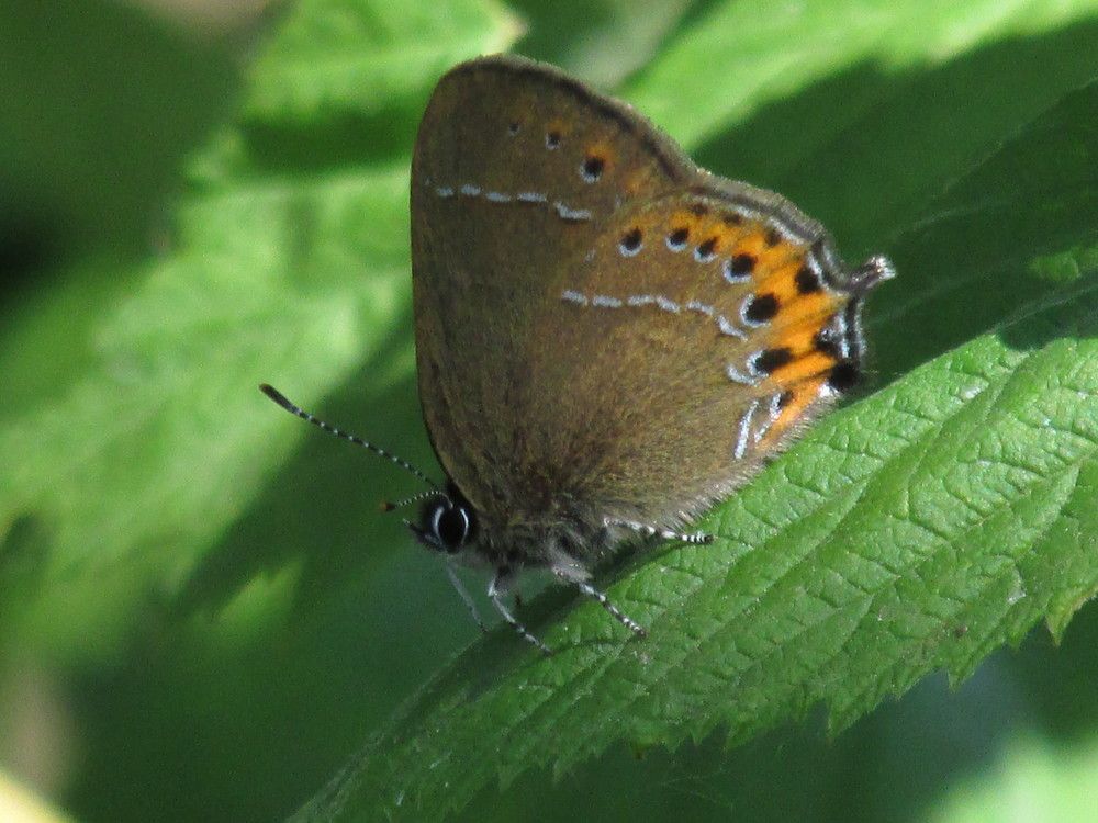 Photograph by Галина Лысых