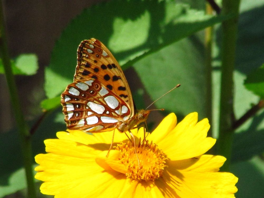 Photograph by Галина Лысых