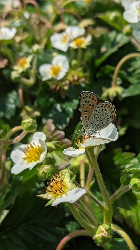 Фотография автора Васильева Ирина