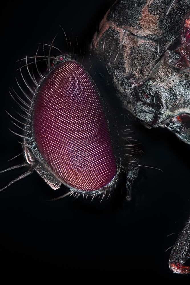 Photograph by José María Crisol Oca