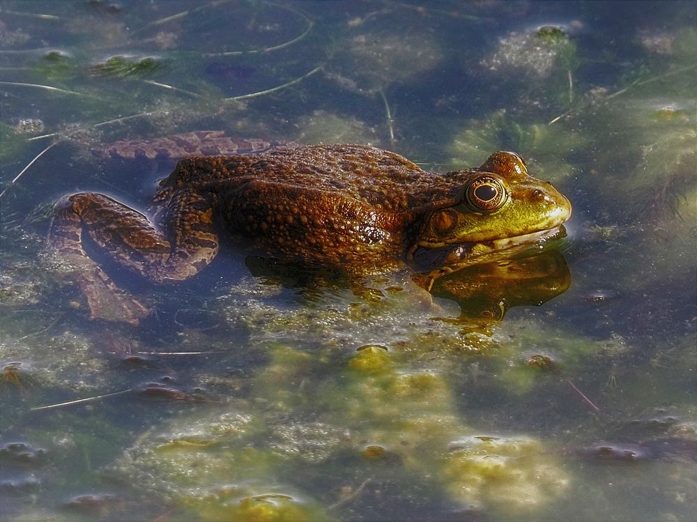 Photograph by Наталия Романова
