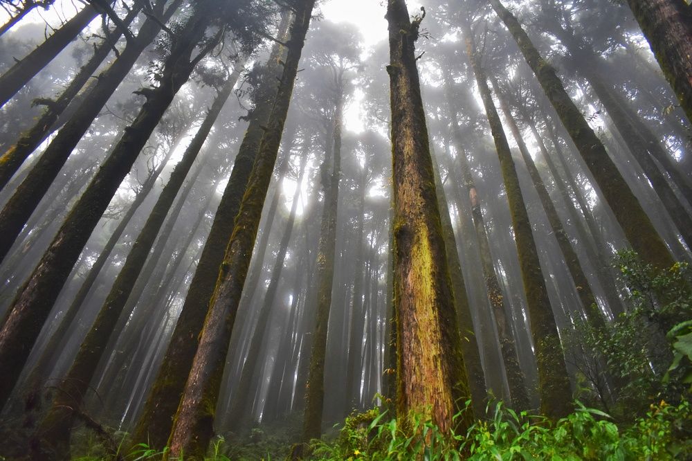 Photograph by Joy Karmakar