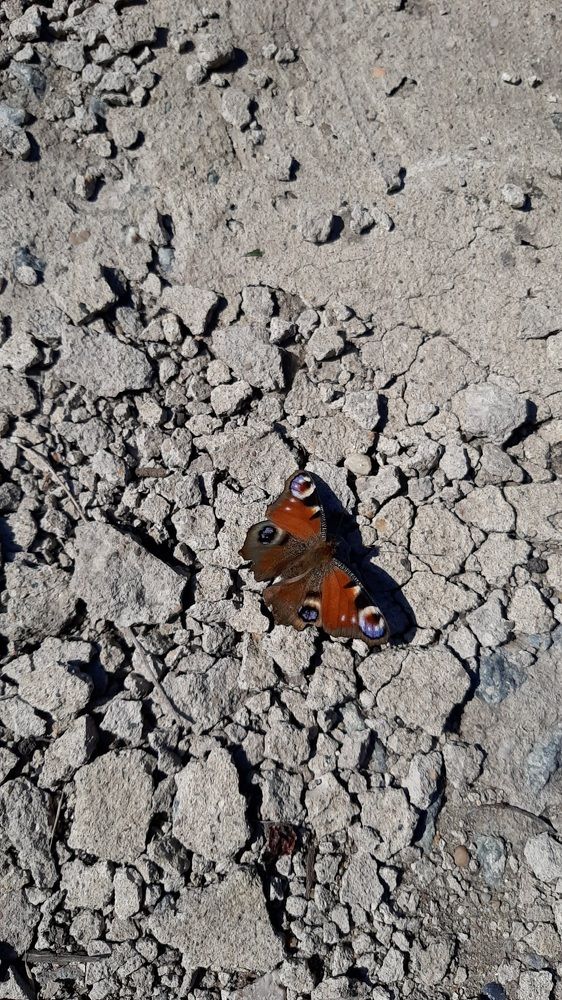 Photograph by Ирина Ахметова