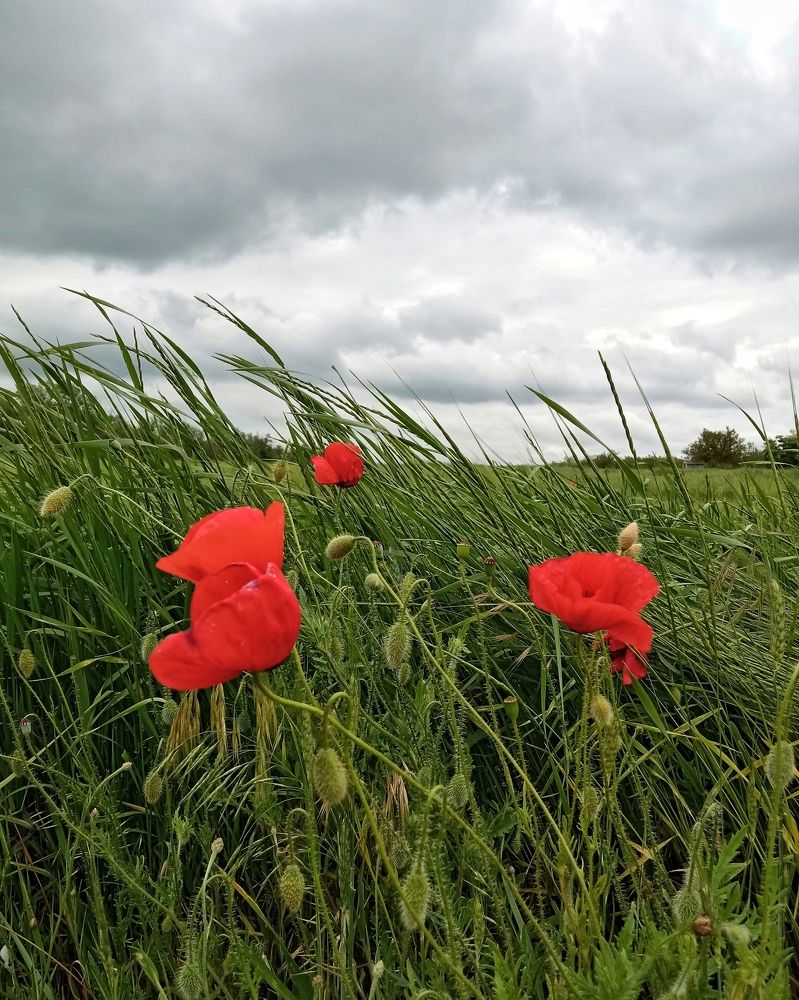 Photograph by Светлана Смирнова
