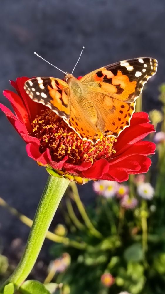 Photograph by Ирина Луговых