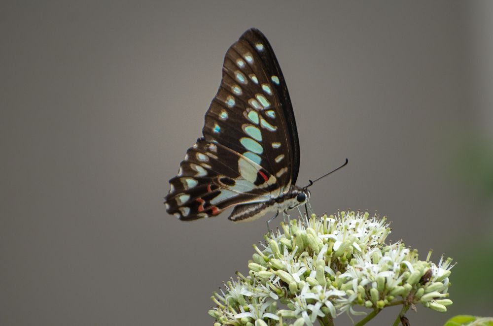 Photograph by Ramya Roy