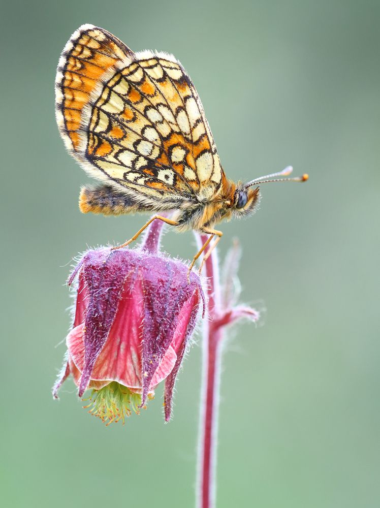 Фотография автора Галина Горькавая