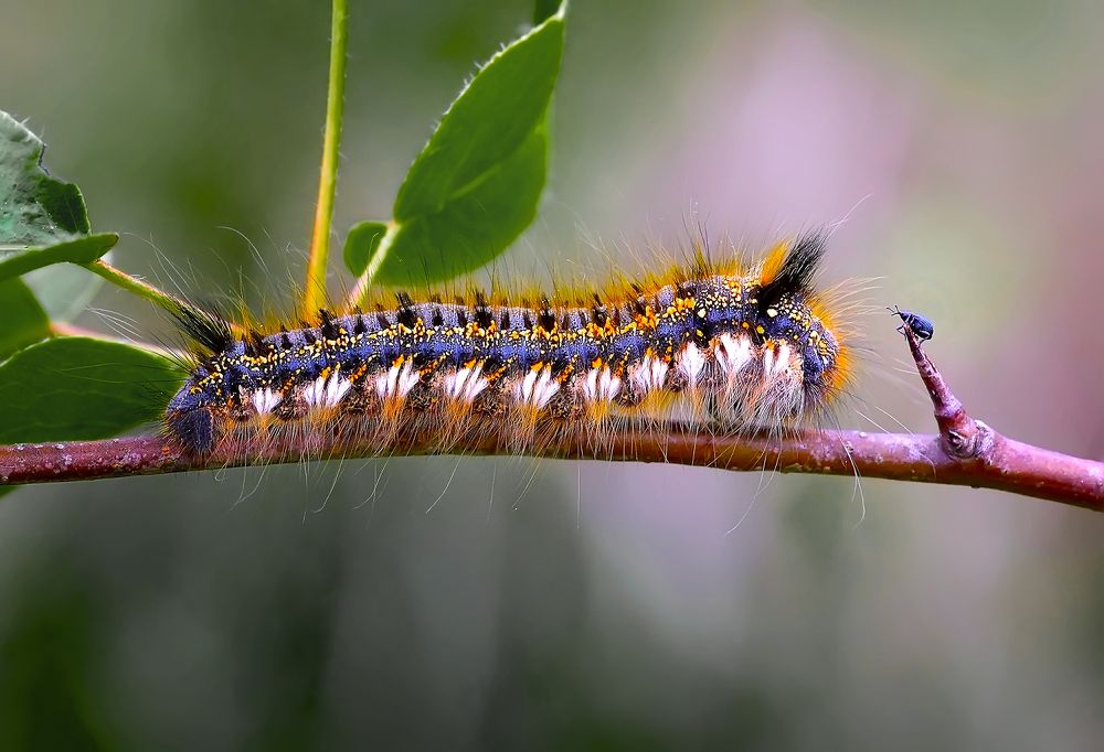 Фотография автора Галина Горькавая