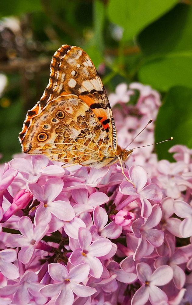 Photograph by Колпакова Нина