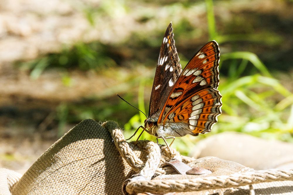 Photograph by Соколова Елена