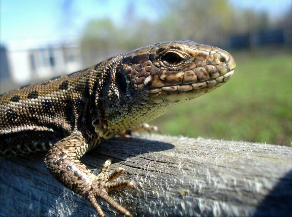 Фотография автора Павел Попов