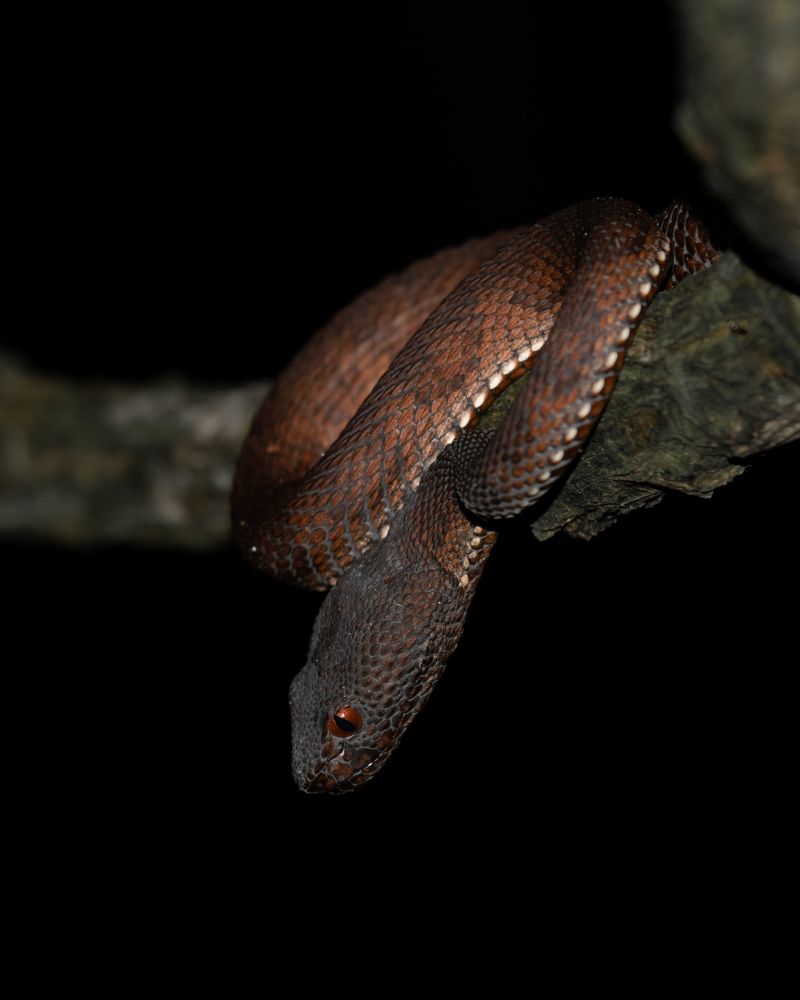 Фотография автора Yan Ze Ng