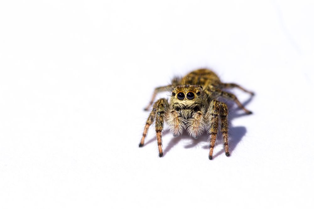 Photograph by Renaud Baldelli