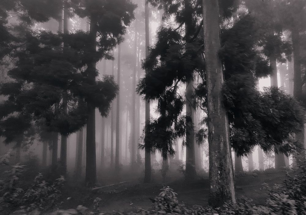 Photograph by ACHINTYA DAN