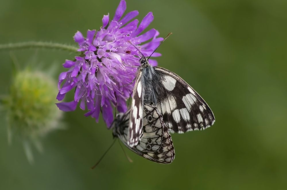 Photograph by Svetlana Rizzo