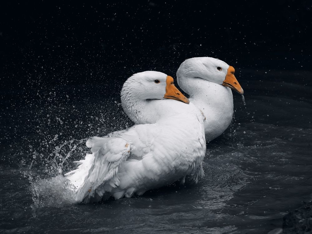 Photograph by Татьяна Исаева