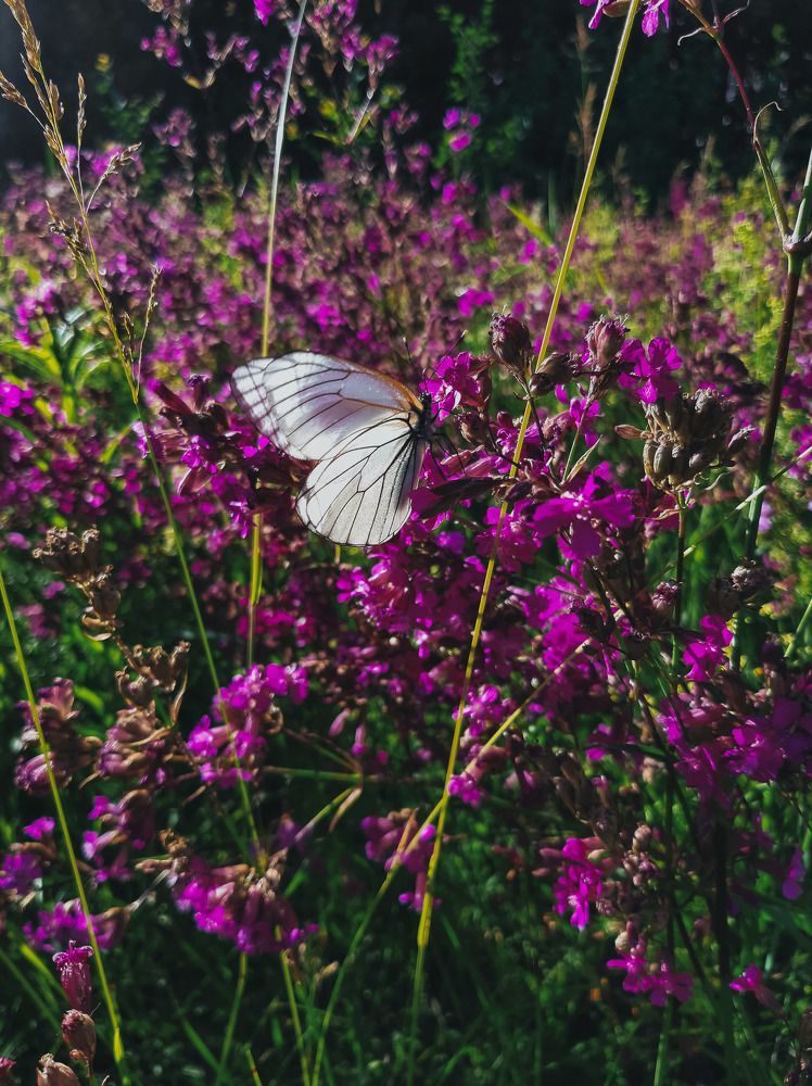 Photograph by Алия